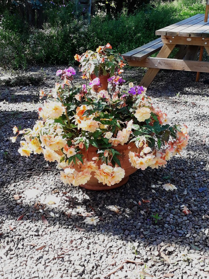 flowerpot
