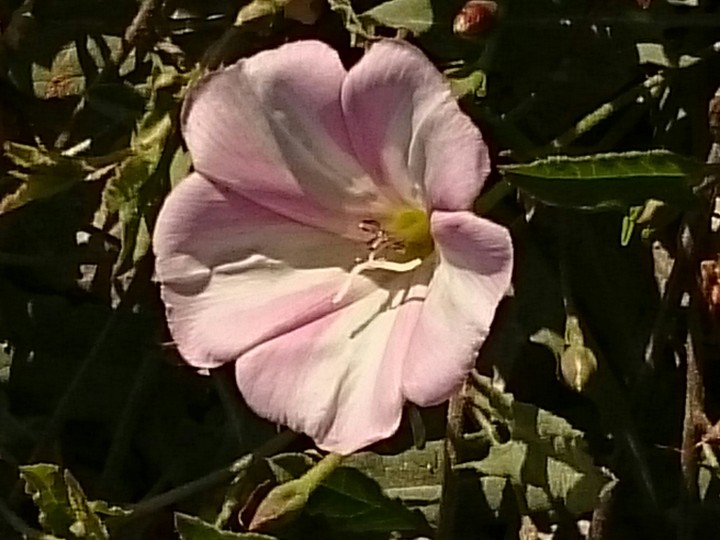 Ackerwinde