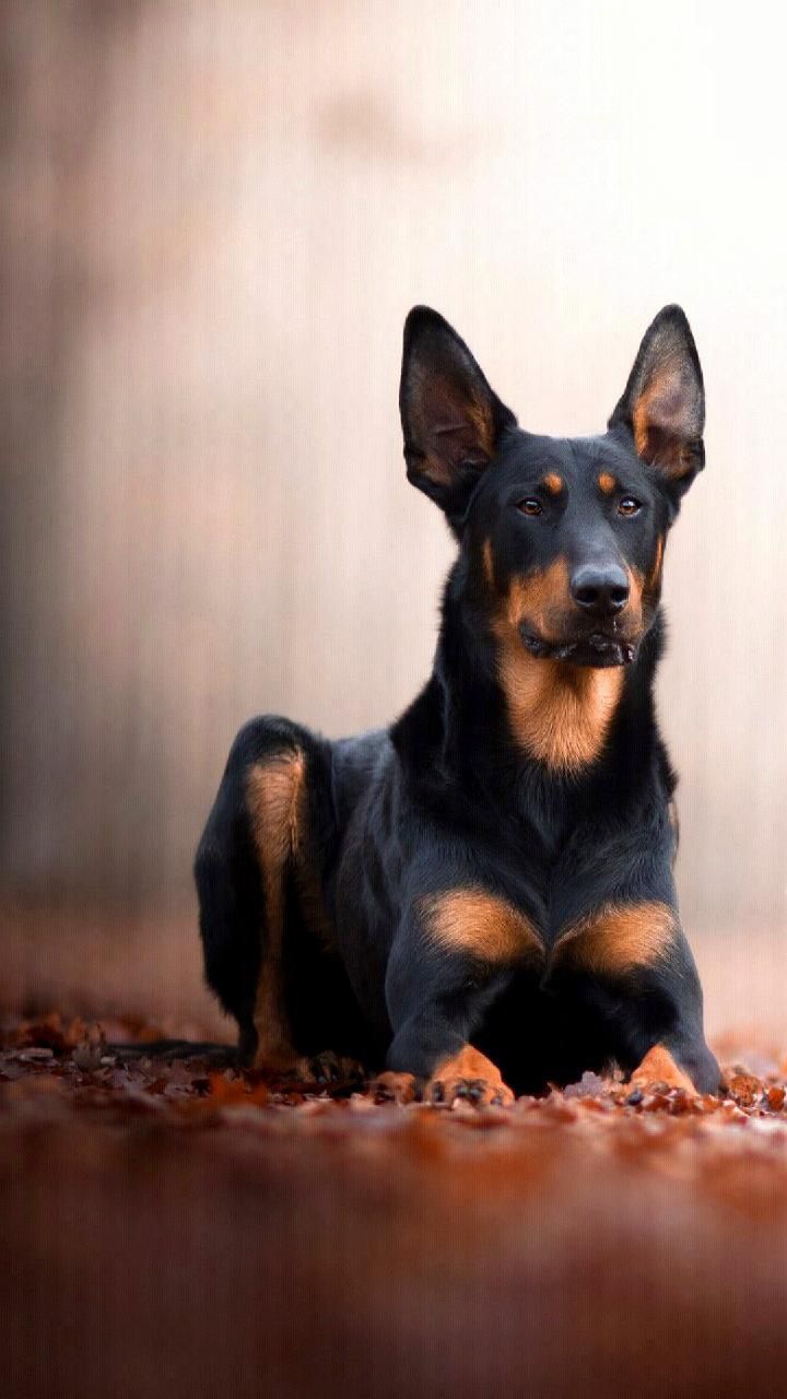 Animal