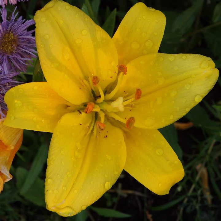 lily