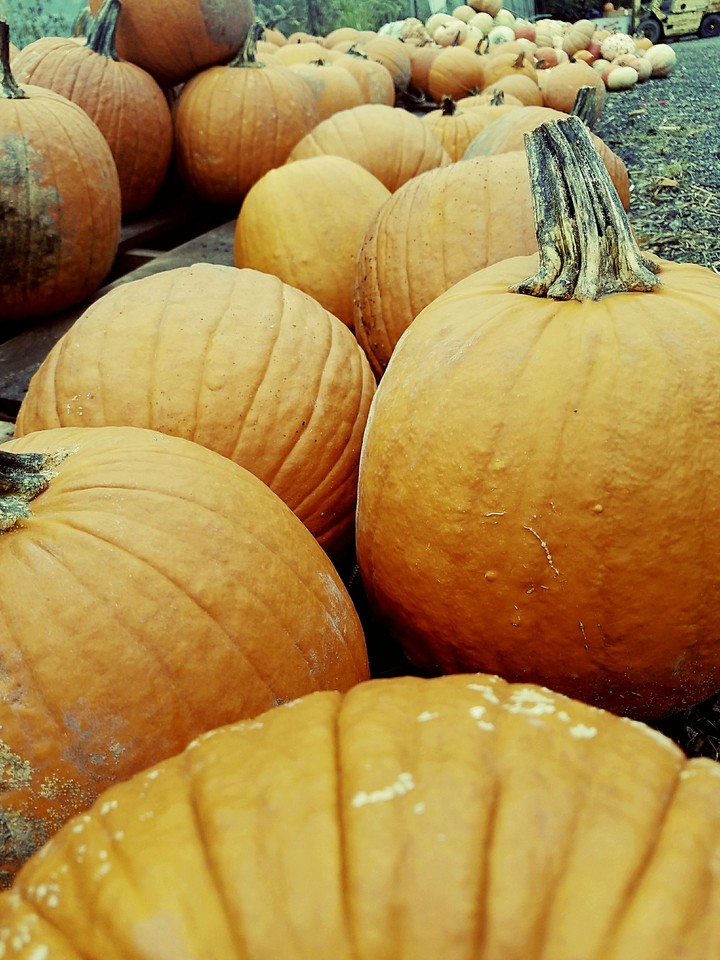 Pumpkins!