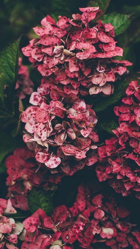 Beautiful Flower