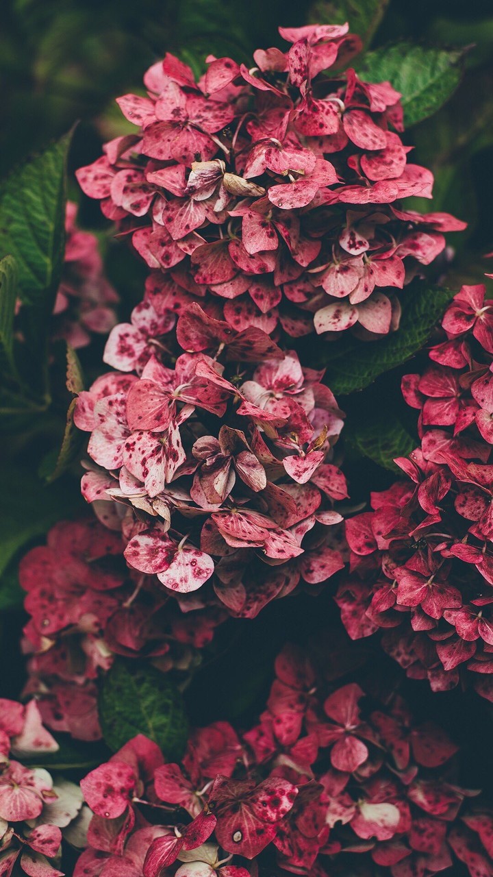 Beautiful Flower