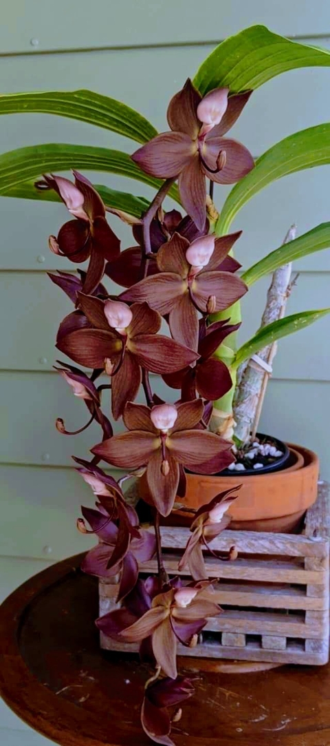 шпалери petal, floristry