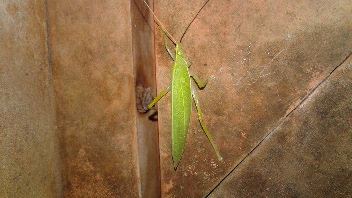 green5
