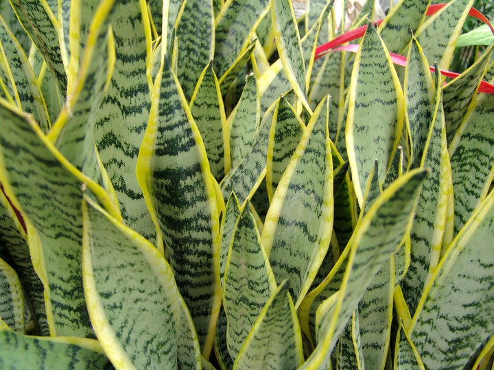 Plant