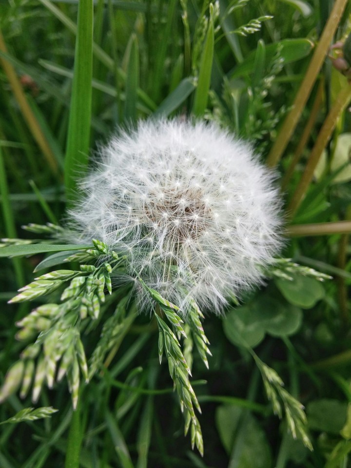 The dandelion