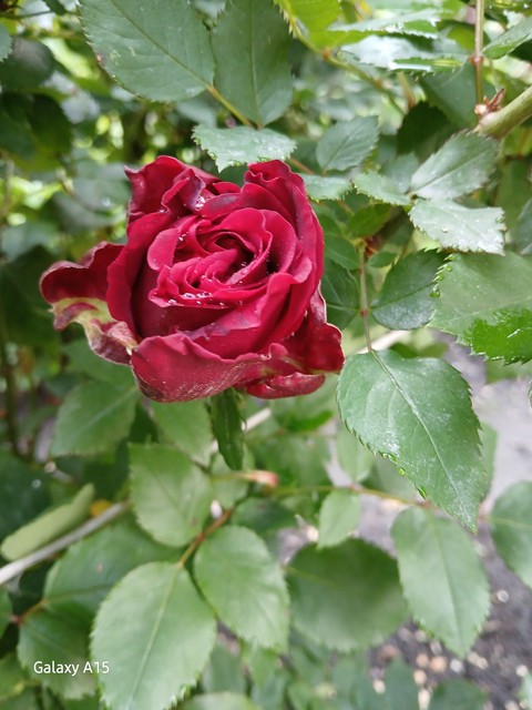 pink, flower wallpapers