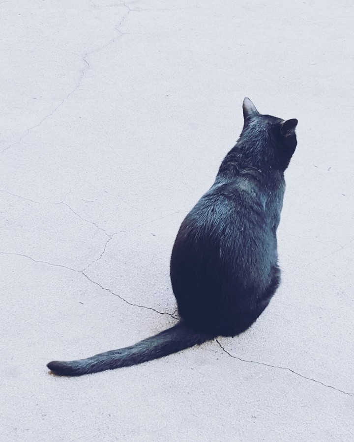 cat