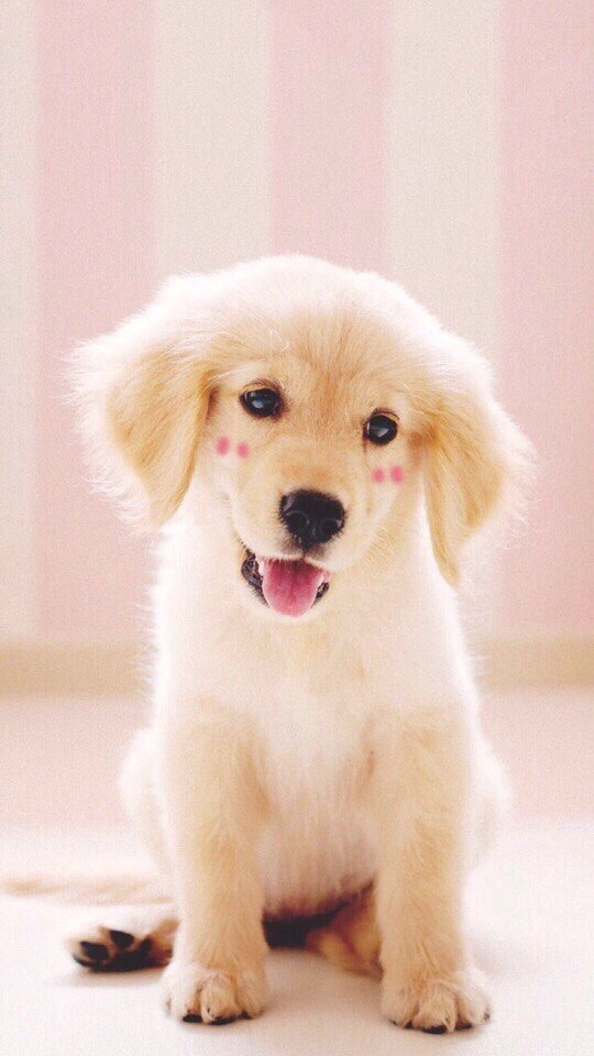 dog❤