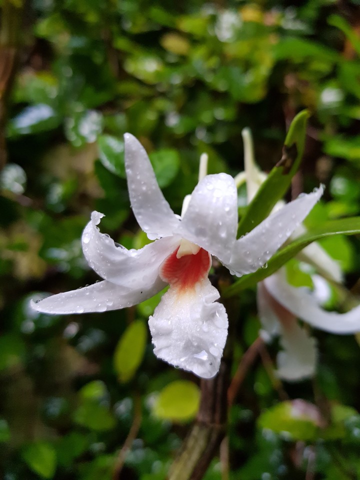 Lan rừng