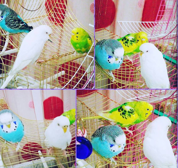 budgie blue green white