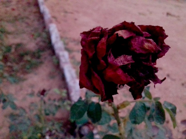 Withered