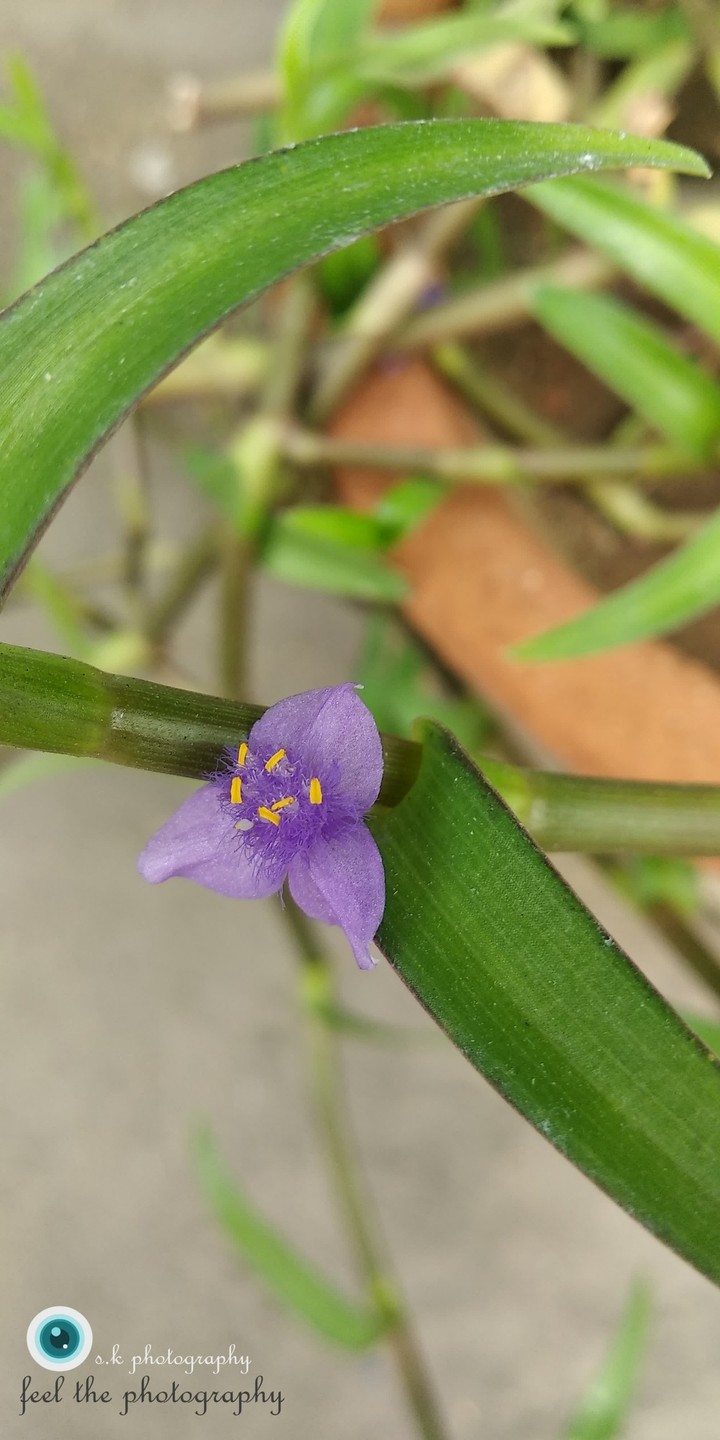 creative flower