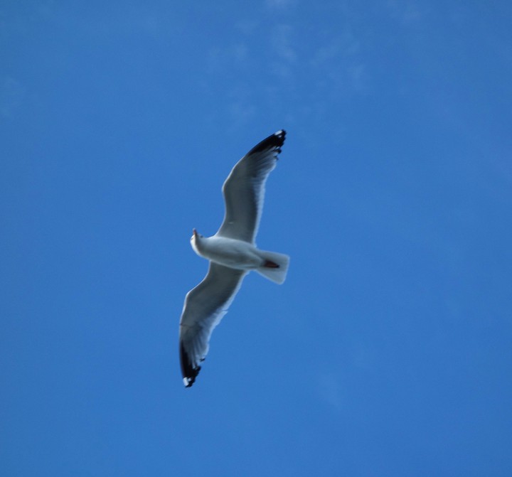 Mouette