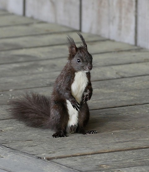 ταπετσαρίες fur, vertebrate