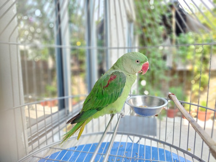 Parrot