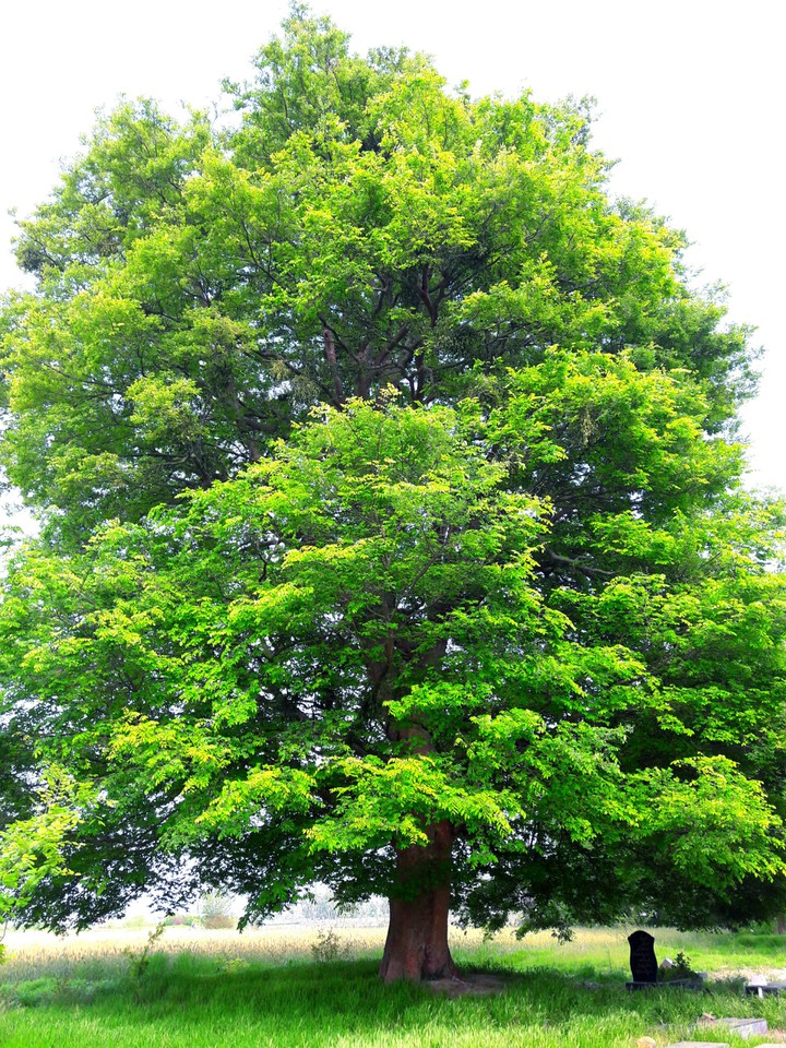 tree