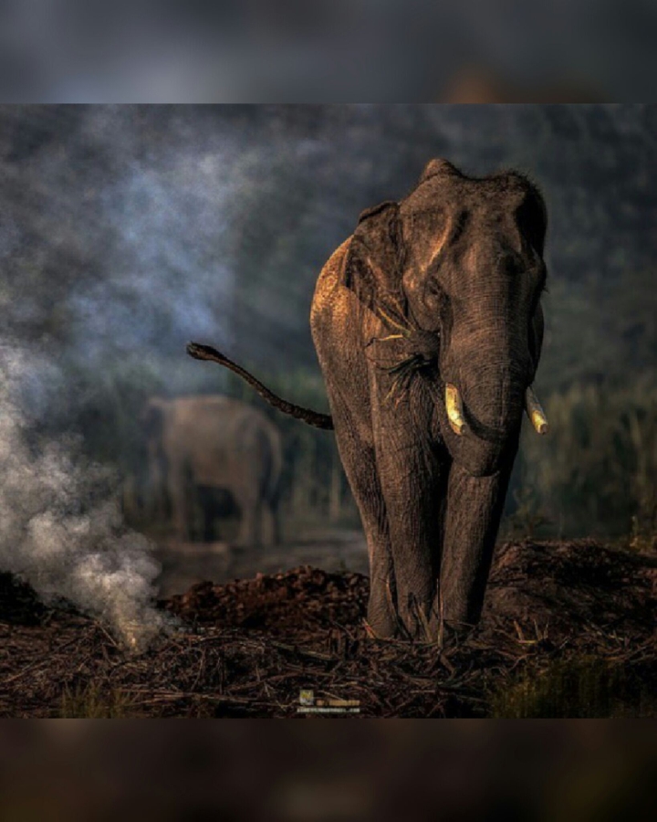 elephant terror