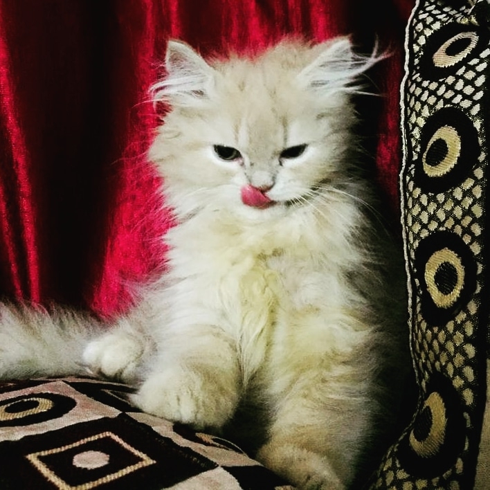 OSCAR