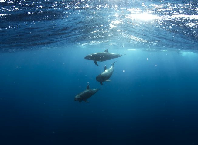 dolphins at play