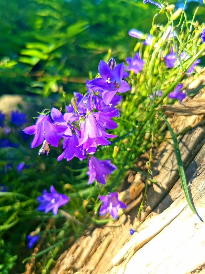 petite fleur
