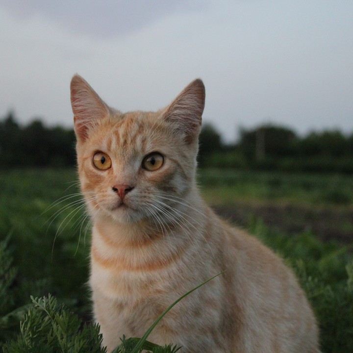 A cat named Bob