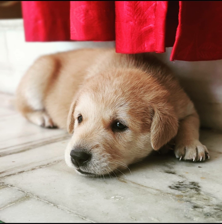 Cute Puppy