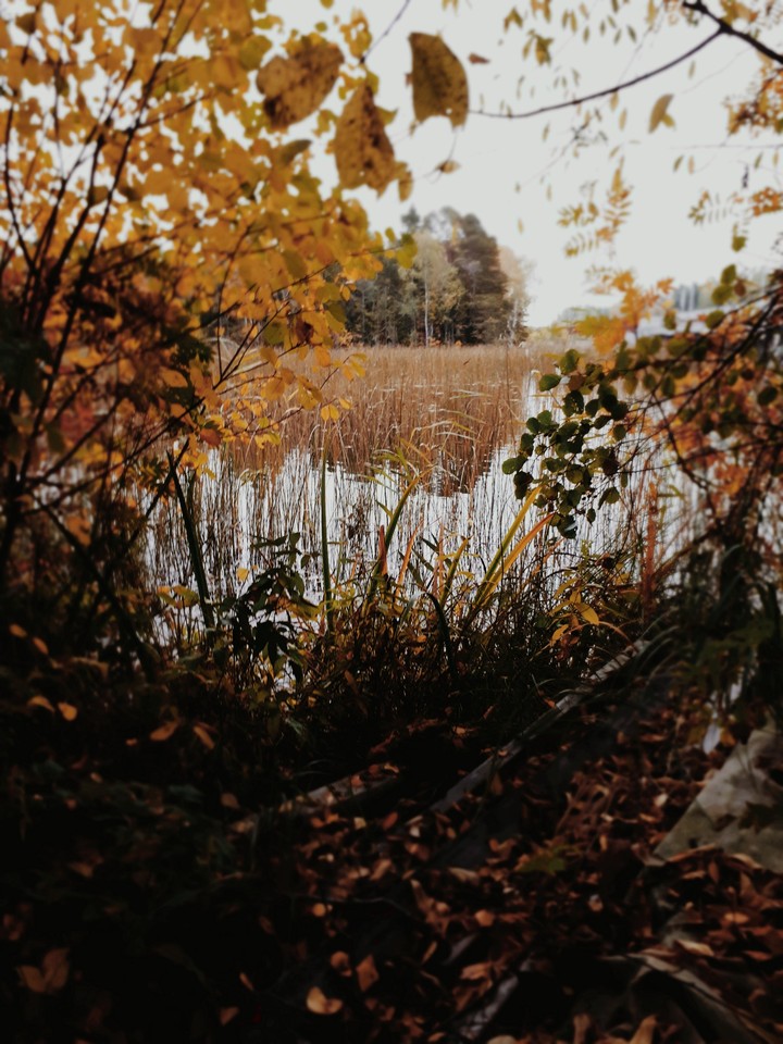 automne memories