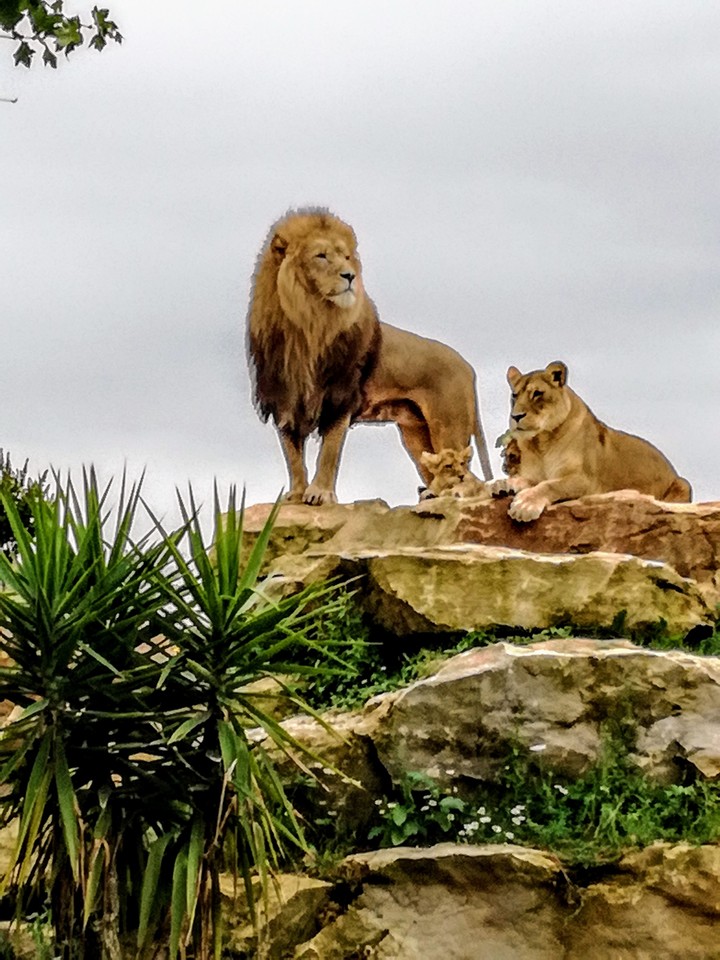 Lions