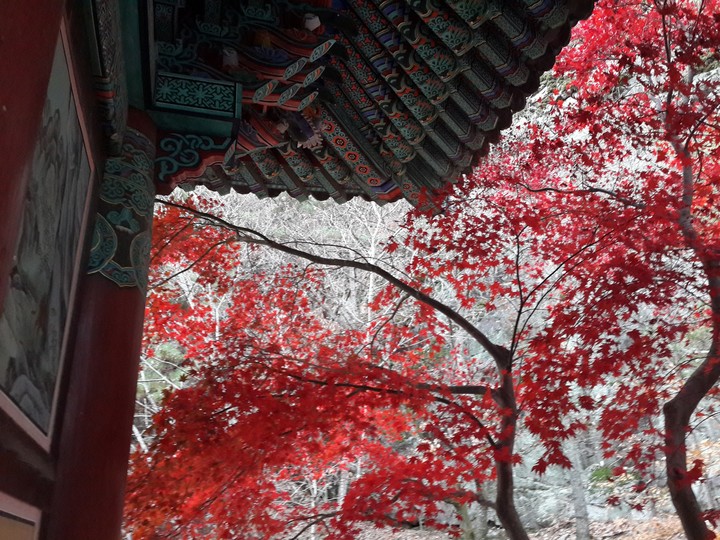 단풍