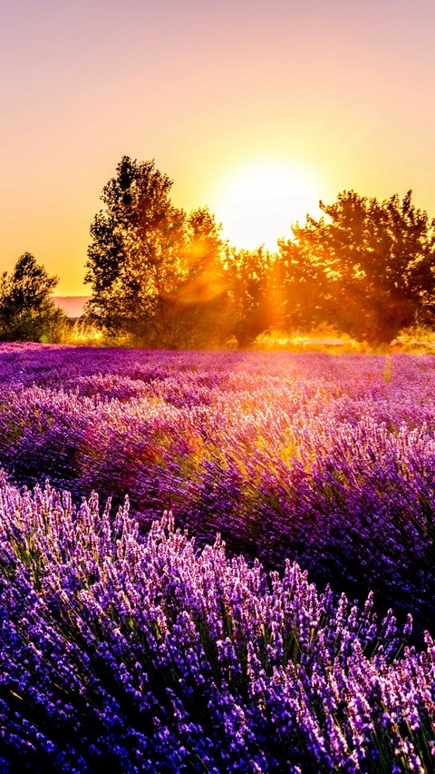 обои sunset, lavender