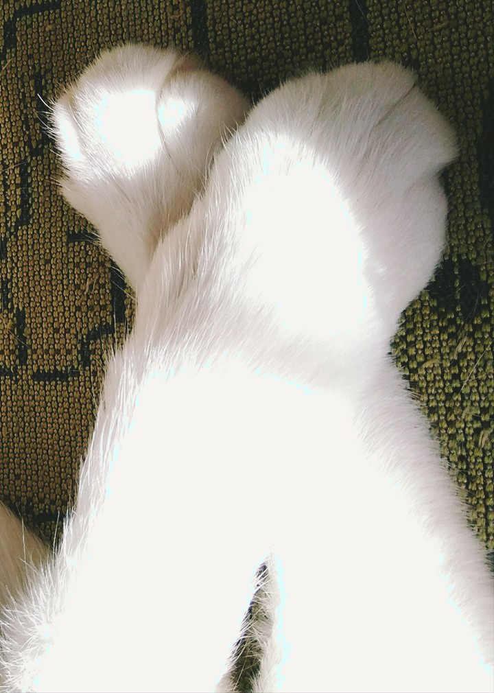 Кошкины лапки