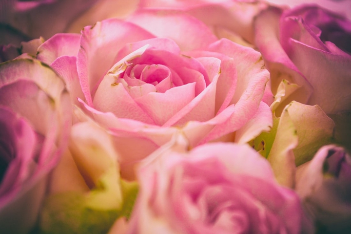 pink rose