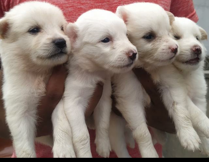puppies