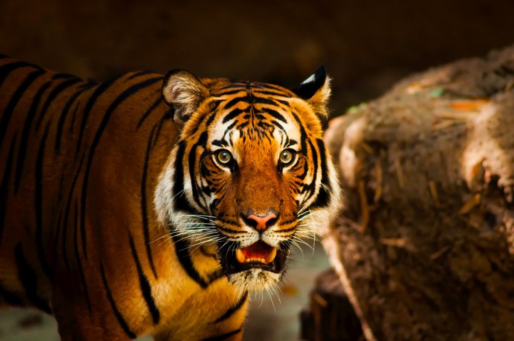 [Video Wallpaper] Tiger