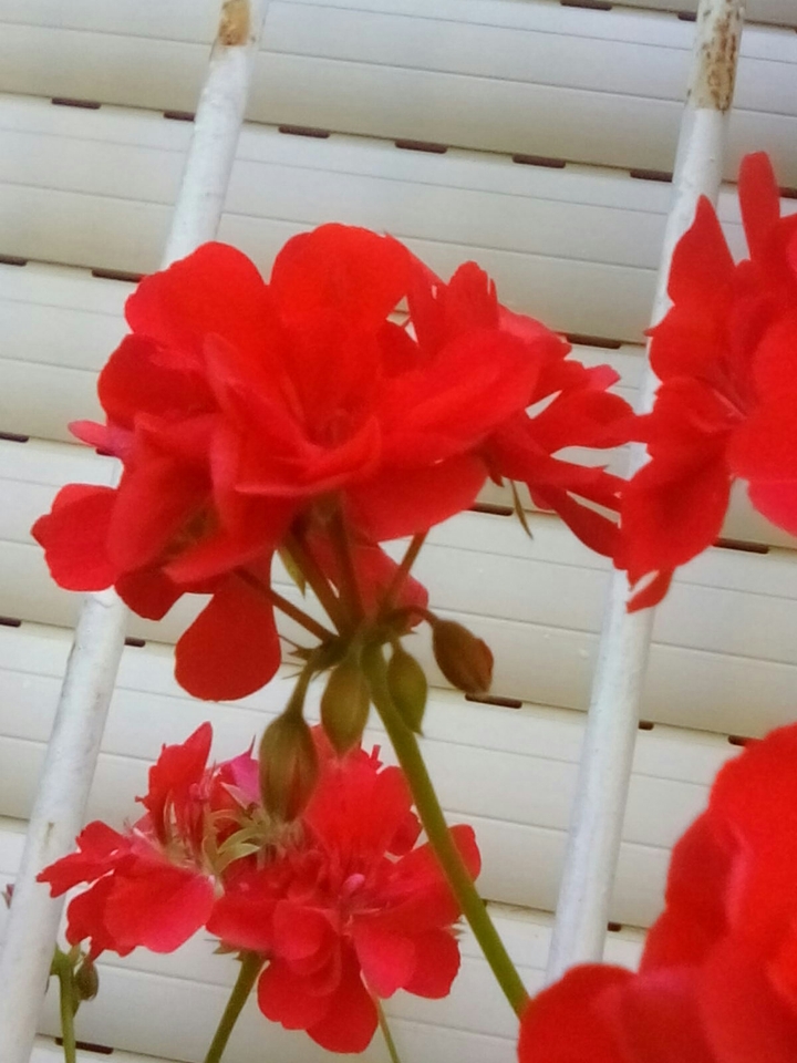 A beautiful flower I took in my garden