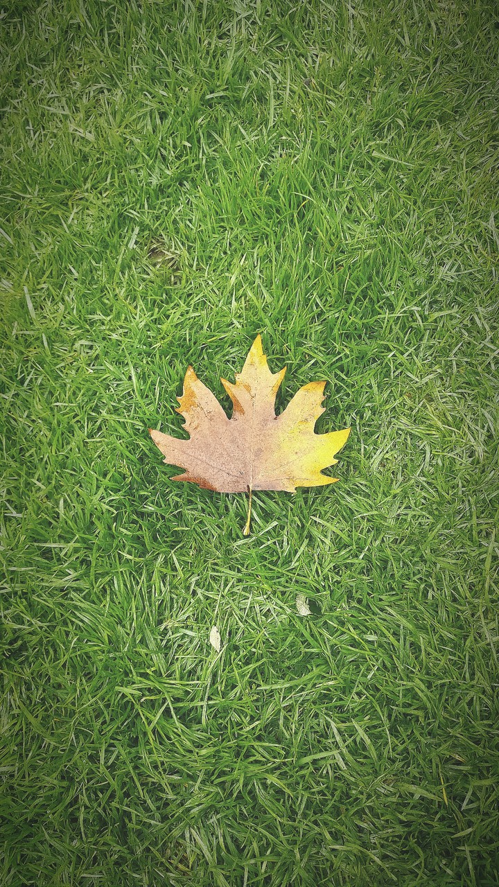 Leaf