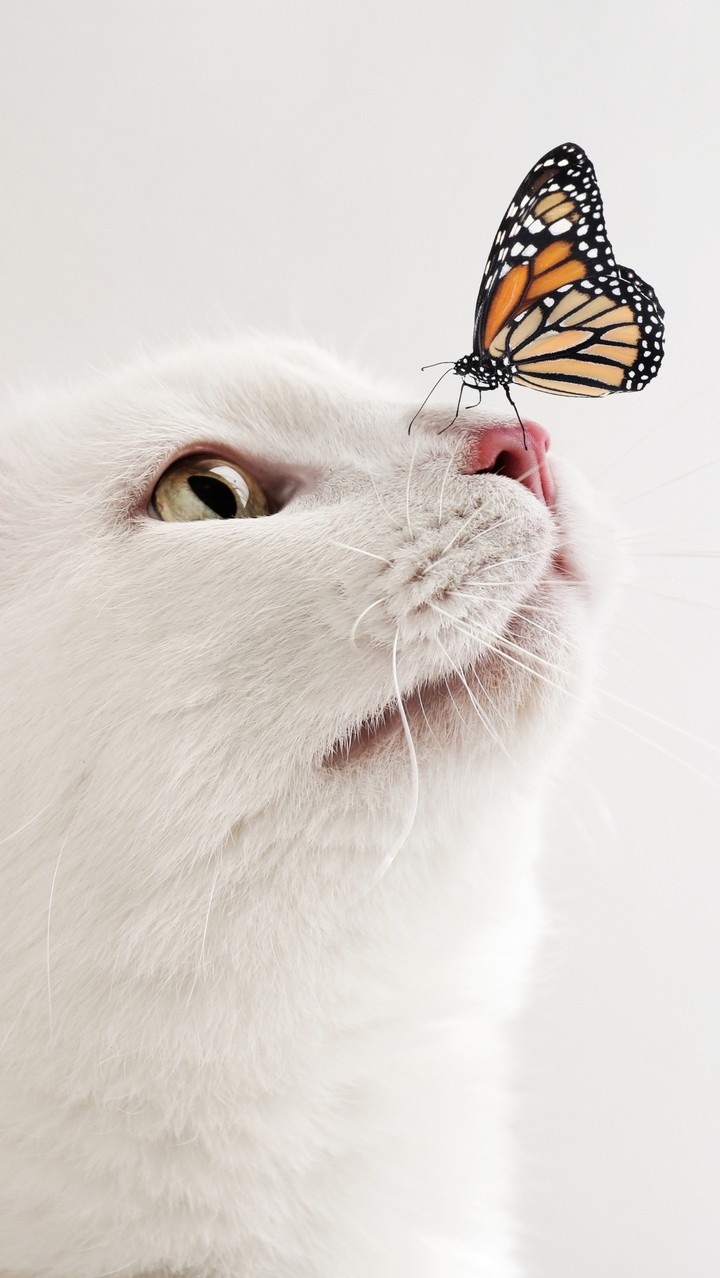 cat and butter fly