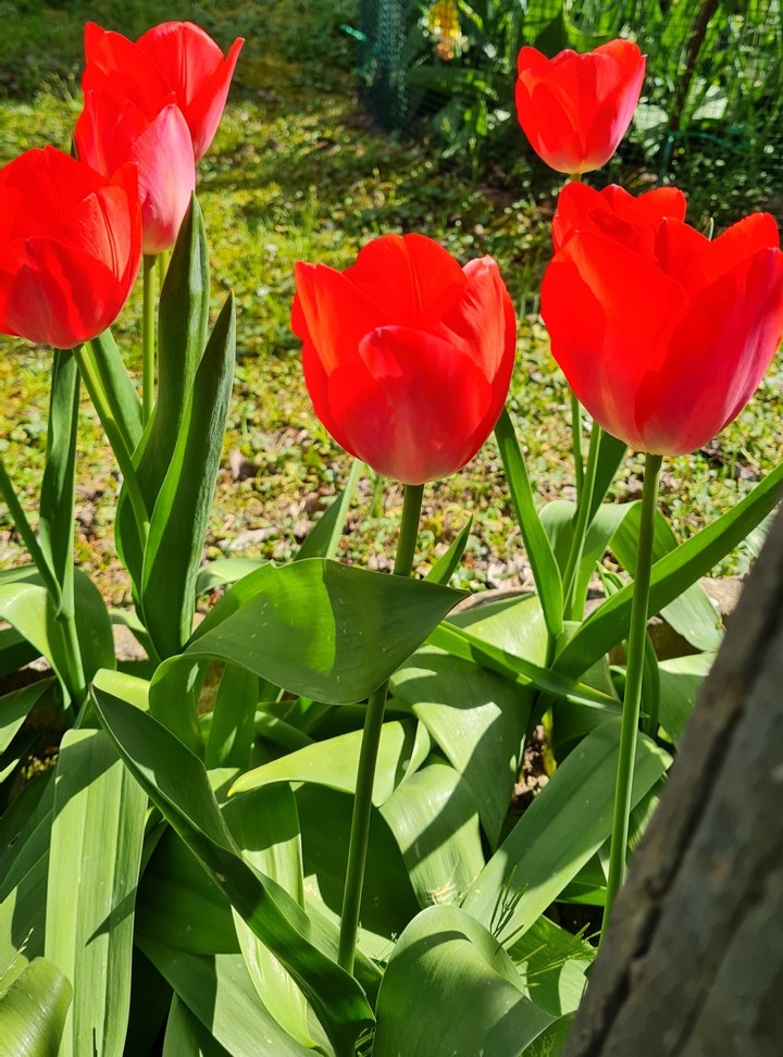 tulipani
