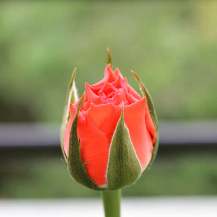 red rose