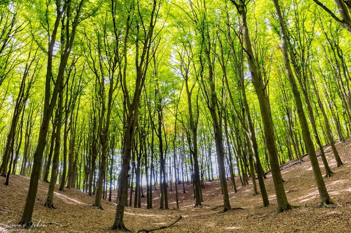 forest