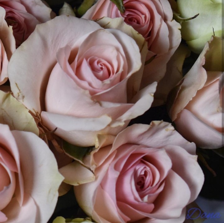 soft beauty