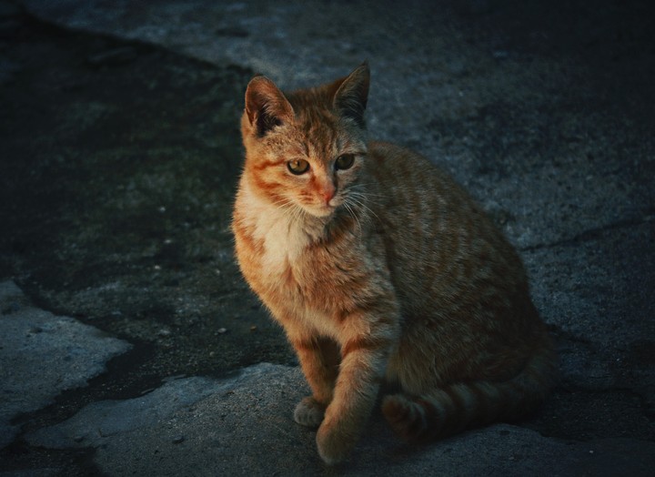 고양이