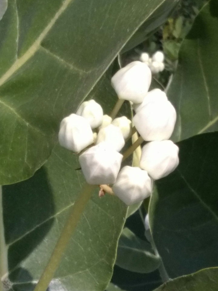 land plant 