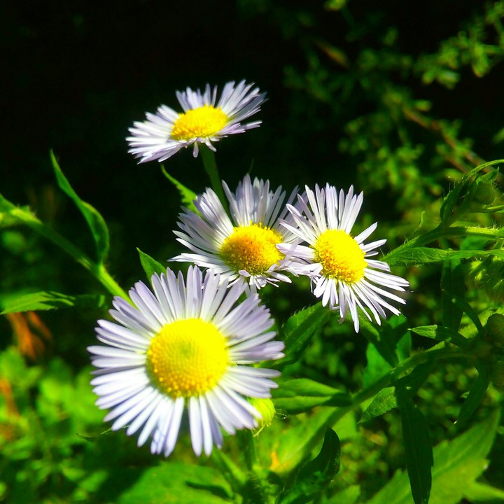 Daisies