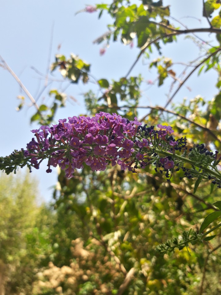 flower