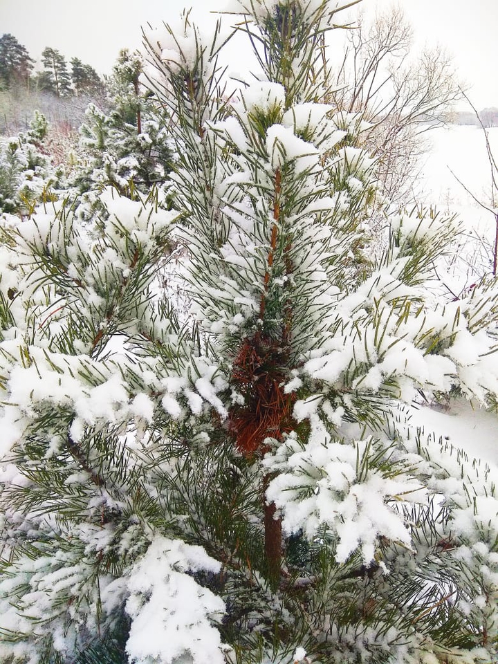 С наступившим!