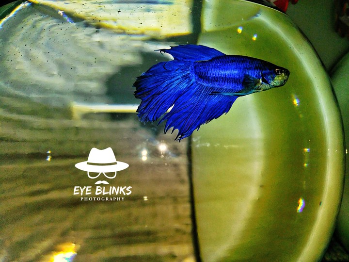 Fighter fish