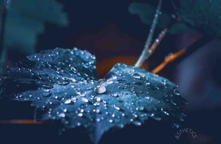 leaves